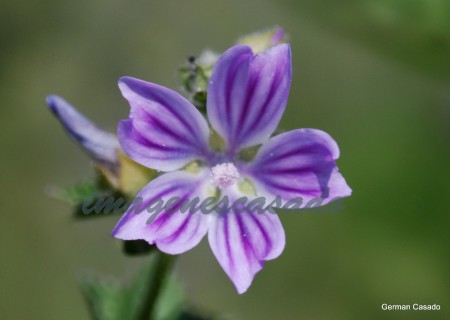 Malva